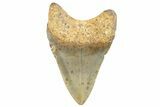Fossil Megalodon Tooth - North Carolina #257832-1
